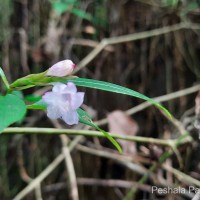 Strobilanthes rhytisperma C.B.Clarke